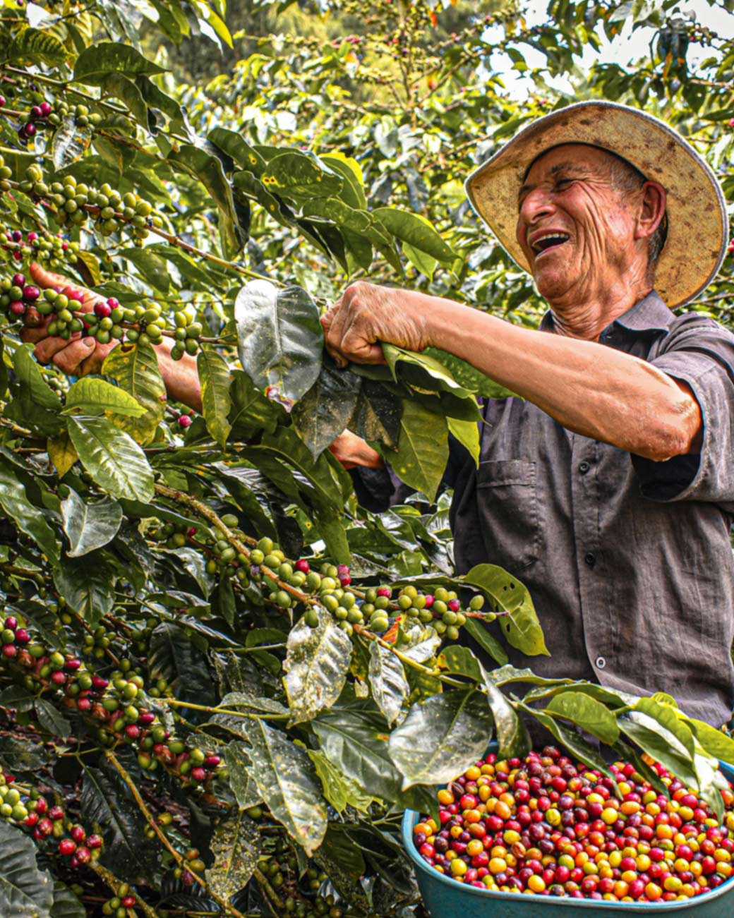Recolector de café en el Huila